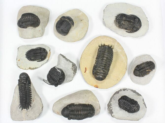 Lot: Assorted Devonian Trilobites - Pieces #80640